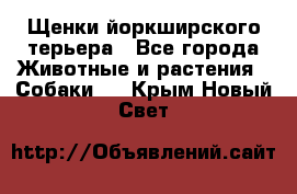 Щенки йоркширского терьера - Все города Животные и растения » Собаки   . Крым,Новый Свет